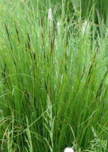 Carex Nigra