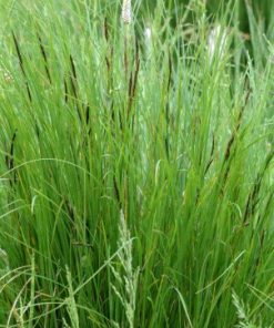 Carex Nigra