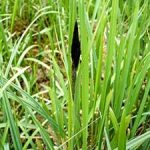 Carex Riparia