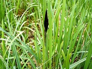 Carex Riparia