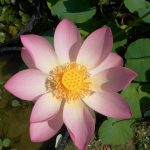 Nelumbo Carolina Queen