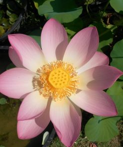 Nelumbo Carolina Queen