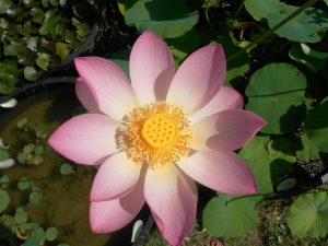 Nelumbo Carolina Queen