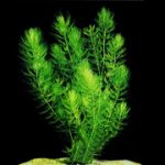 Ceratophyllum demersum