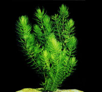 Ceratophyllum demersum