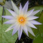 Nymphaea Cerulea