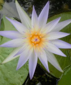 Nymphaea Cerulea
