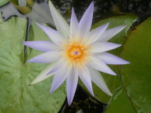 Nymphaea Cerulea