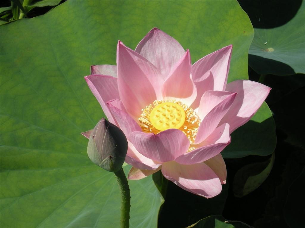 NELUMBO