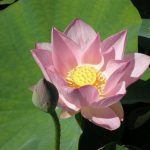 Nelumbo Charles Thomas
