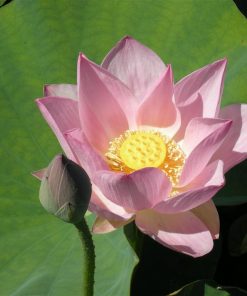 NELUMBO