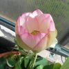 Nelumbo Chawan Basu