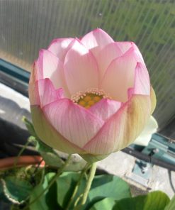 Nelumbo Chawan Basu