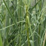 Cladium Mariscus