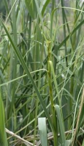 Cladium Mariscus