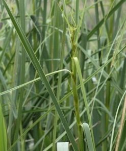 Cladium Mariscus
