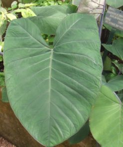 Colocasia Esculenta