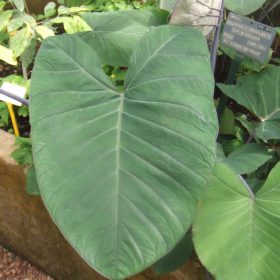 Colocasia Esculenta