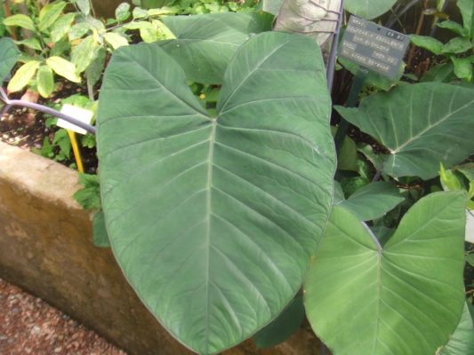 Colocasia Esculenta