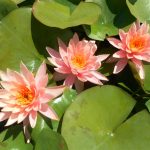 Nymphaea Colorado