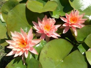 Nymphaea Colorado