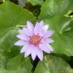 Nymphaea Colorata