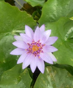 Nymphaea Colorata