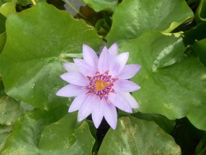 Nymphaea Colorata