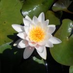 Nymphaea Colossea
