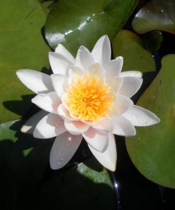 Nymphaea Colossea