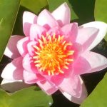 Nymphaea Conqueror