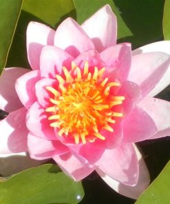 Nymphaea Conqueror