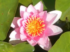 Nymphaea Conqueror