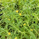 Cotula Coronopifolia
