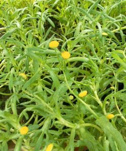 Cotula Coronopifolia
