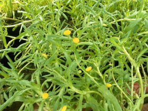 Cotula Coronopifolia