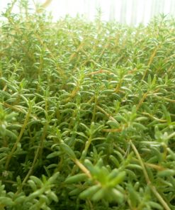 Crassula Recurva