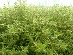 Crassula Recurva