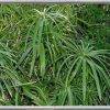 Cyperus Alternifolius