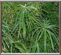 Cyperus Alternifolius