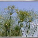 Cyperus Papiro