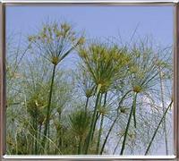 Cyperus Papiro
