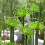 Cyperus Haspan