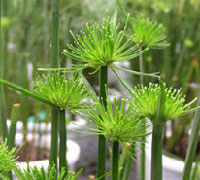 Cyperus Haspan