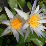 Nymphaea Daubeniana