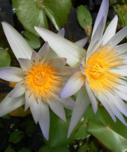 Nymphaea Daubeniana