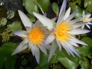 Nymphaea Daubeniana