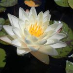 Nymphaea Denver
