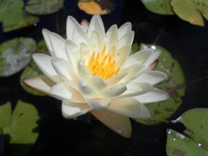 Nymphaea Denver