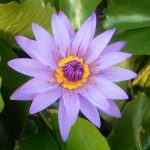 Nymphaea Director Moore
